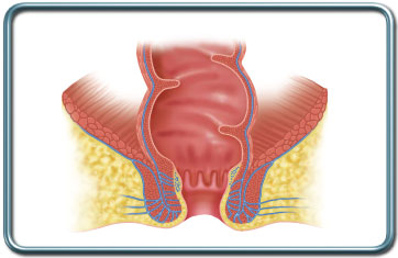 פי הטבעת והאזור הפריאנאלי- Anus and Perianal region