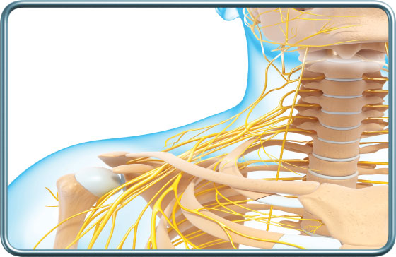 הפקעת העצבית הברכיאלית- brachial plexus