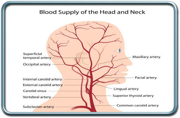 אספקת הדם לראש ולצוואר