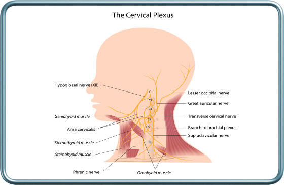 פקעת עצבי הצוור- cervical plexus