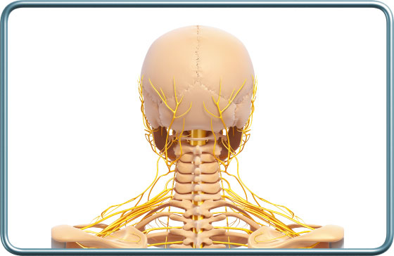 עצבי הצוואר האחורי והעורף- posterior neck and head nerves