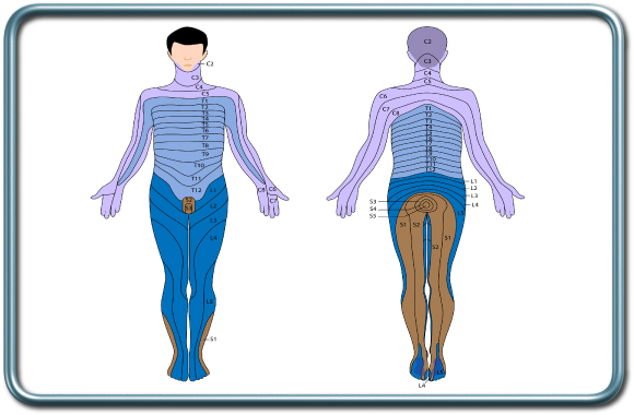 dermatomes- דרמטומות