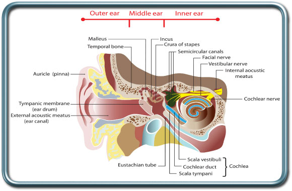 אנטומיה של האוזן- Ear anatomy