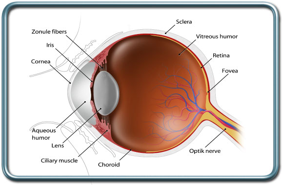 אנטומיה של העין- Eye anatomy