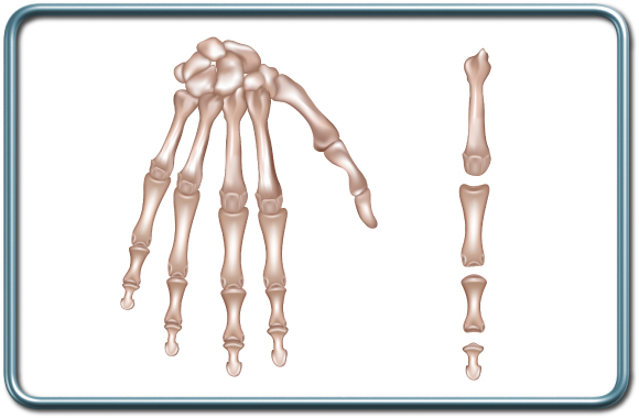 עצמות כף היד- Hand bones