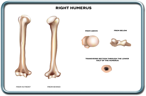 עצם הזרוע- ההומרוס- Humerus bone