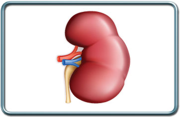 פרוצדורות של הכליה