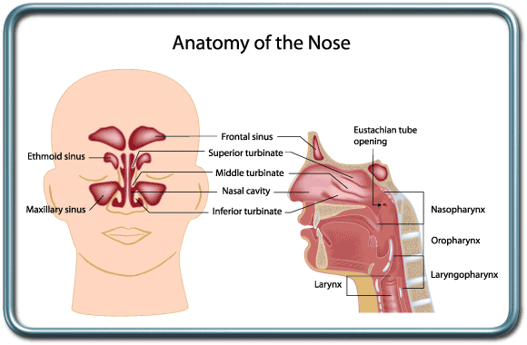 אנטומיה של חלל האף והסינוסים- Nasal cavity and sinuses anatomy