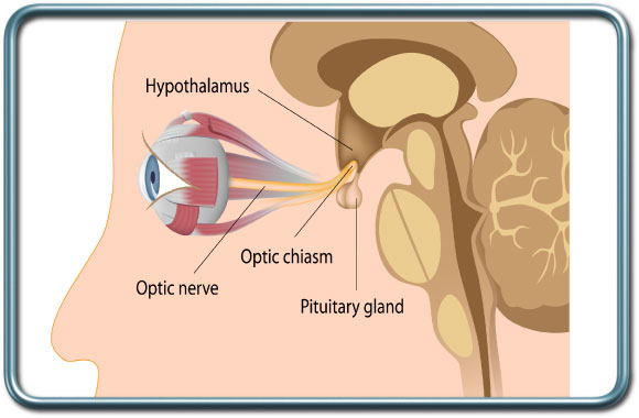 הכיאזמה האופטית- Optic chiasm