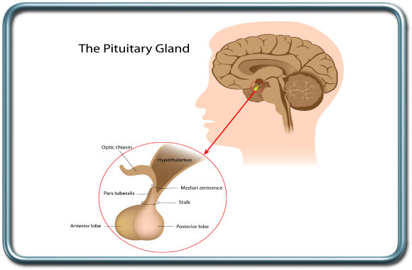 בלוטת יותר המוח- ההיפופיזה- Pituitary gland