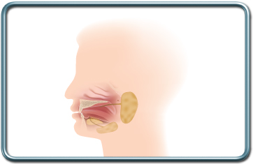 ניתוחי בלוטות הרוק- Salivary glands surgery