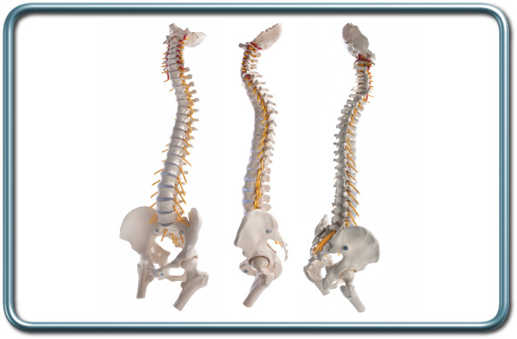 שורשי העצבים הספינלים- Spinal nerves roots