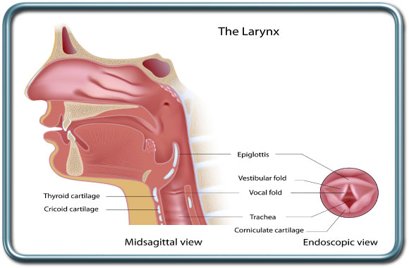 בית הקול- הלרינקס- The larynx