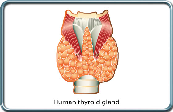בלוטת התריס- Thyroid gland
