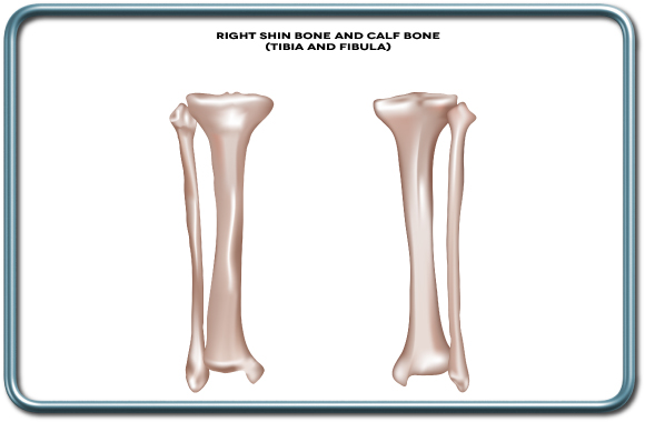 עצם השוקה והשוקית- Tibia and fibula