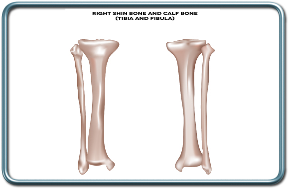 עצם השוקה והשוקית- Tibial and fibula