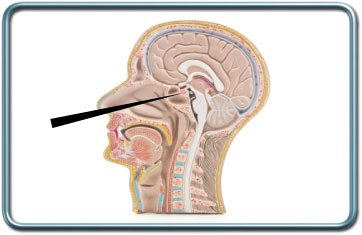 ניתוח טרנס-ספנוידלי- Transsphenoidal procedures