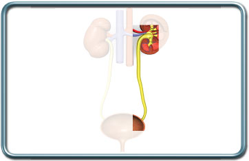 פרוצדורות של השופכן- Ureter procedures